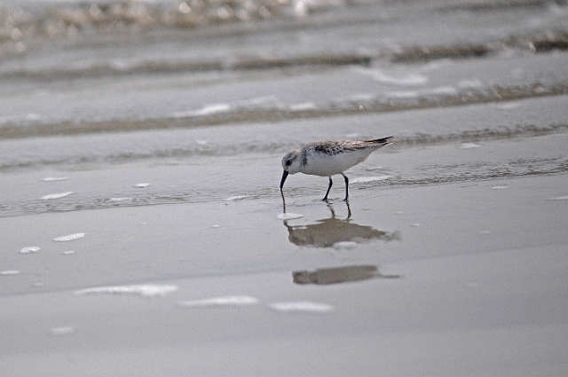 sanderling, sanderlings, wader-4.jpg - SANDERLING - SELSEY BILL, WEST SUSSEX - 19.4.09